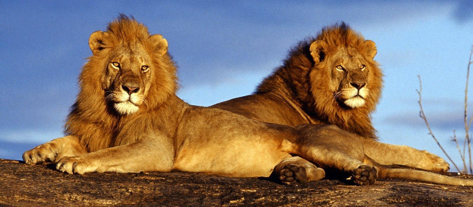 showcase-lions-colour